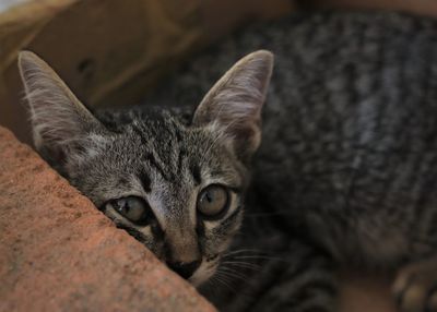 Close-up portrait of tabby cat