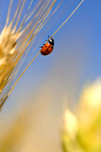 Close-up of ladybug on plant