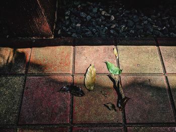 High angle view of bird on floor