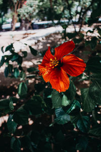 Close-up of red hibiscus flower