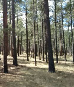 Trees in forest