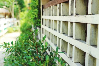 Close-up of plants growing by fence