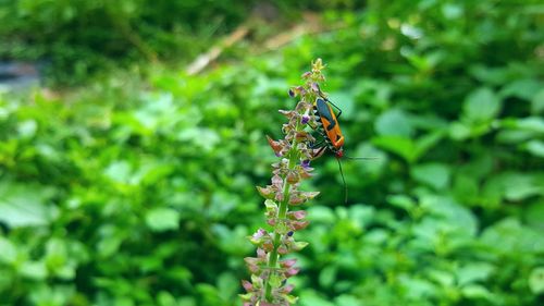 Close-up of insect on plant