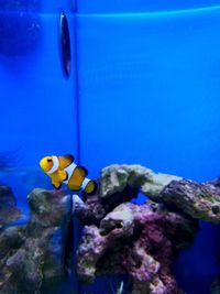 Close-up of fish swimming in sea