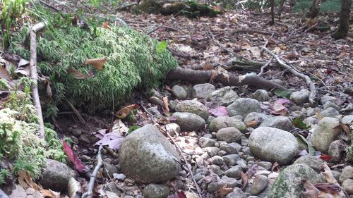 Rocks in forest