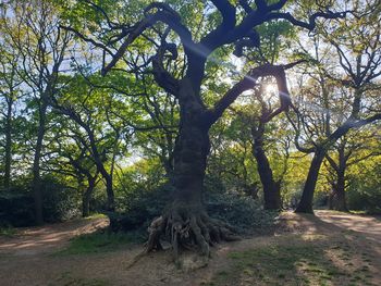 Trees in forest against sky