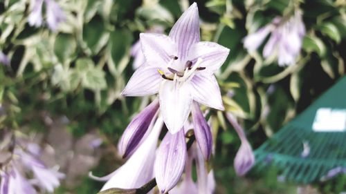 Close-up of purple flowers blooming outdoors