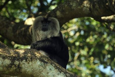 Low angle view of monkey sitting on tree