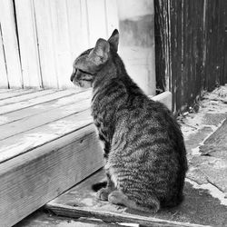 Close-up of cat sitting on wood