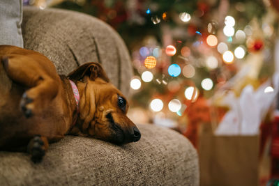 Close-up of dog resting on sofa