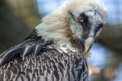 Close-up of eagle