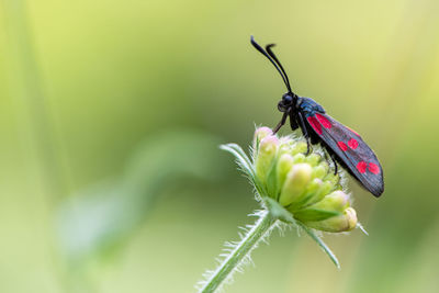 Close-up of butterfly pollinating on flower