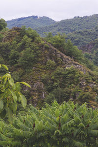 Scenic view of green landscape and mountains