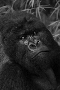 Mono close-up of silverback gorilla eyeing camera