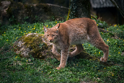 Lion walking on a land