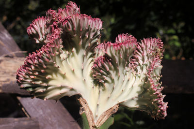 Pink euphorbia lactea cristata grafted on euphorbia neriifolia cactus plant