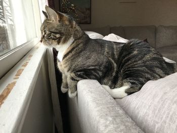 Cat sitting in a home