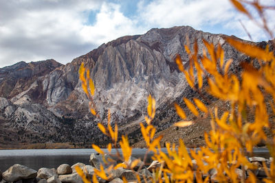 Fall leaves with rock mountains in the background