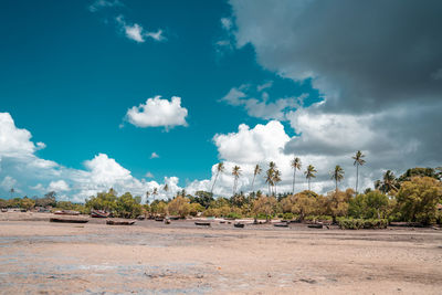 Tropical beach with rocks, lush vegetation on pemba island