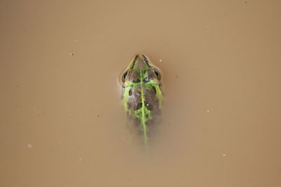 Close-up of crab over water against gray background