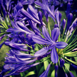 Close-up of purple flowering plant