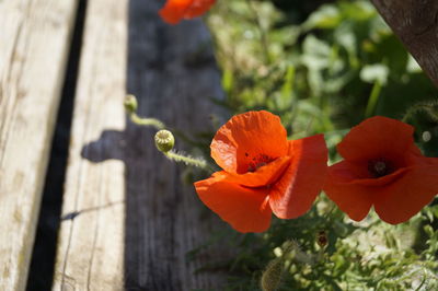 Close-up of orange flowering plant