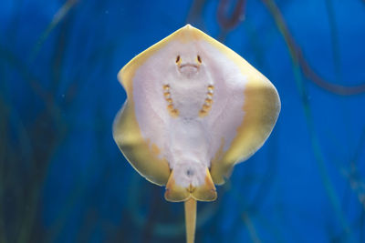 Aquarium in gamagori city, aichi prefecture, japan the back of a stingray swimming is cute.