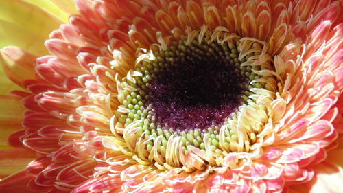 Full frame shot of pink flower