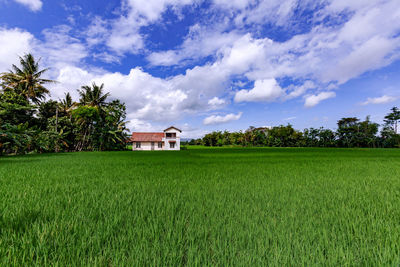 Scenic view of agricultural field against sky