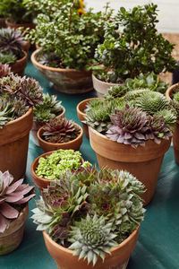 High angle view of potted plants