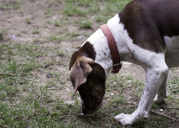 Bird dog sniffing the ground