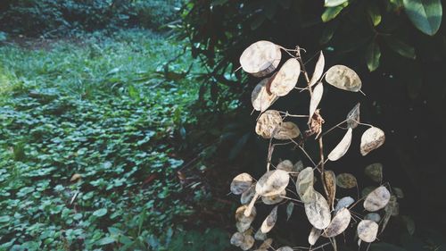 High angle view of mushroom growing in forest