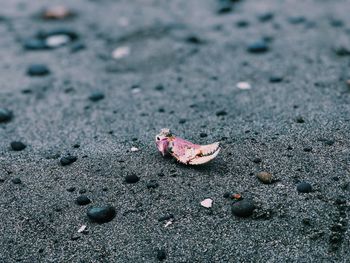 Close-up of crab on sand