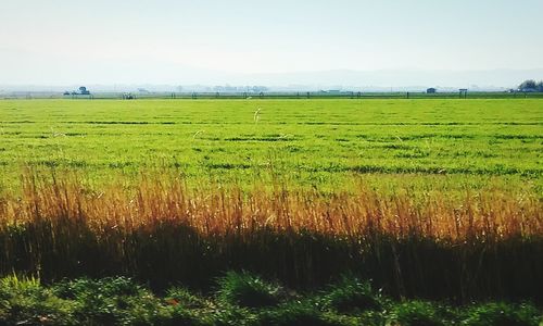 Scenic view of grassy field against sky