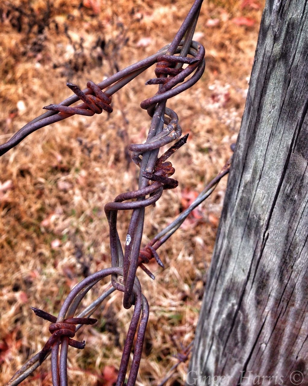 focus on foreground, metal, close-up, fence, protection, safety, security, barbed wire, metallic, rusty, day, outdoors, chain, no people, nature, field, wood - material, twig, sharp, sunlight