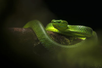 Popeia nebularis: venomous viper snake from borneo, malaysia