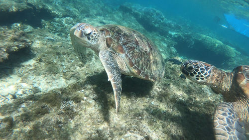 Turtle swimming in sea