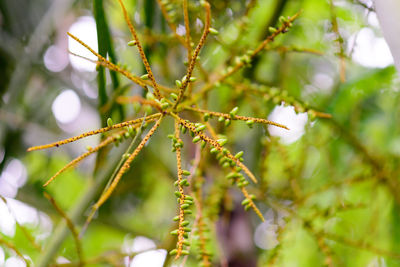 Close-up of flower tree