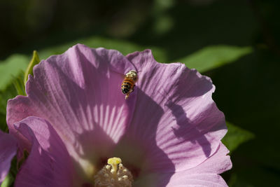 Close-up of insect on purple flower