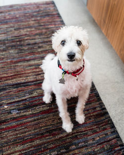 Portrait of puppy on floor