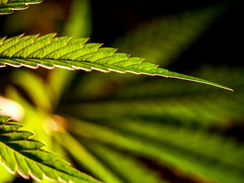 Close-up of green leaves