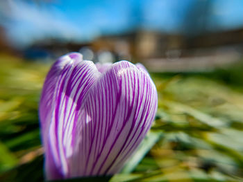 Close-up of pink crocus flower on field