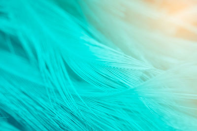 Full frame shot of turquoise feathers