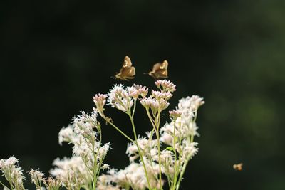 Close-up of insect on flower