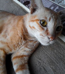 Close-up portrait of a cat