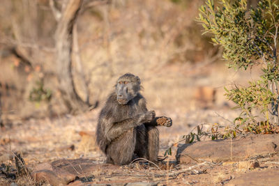 Monkey sitting on a land