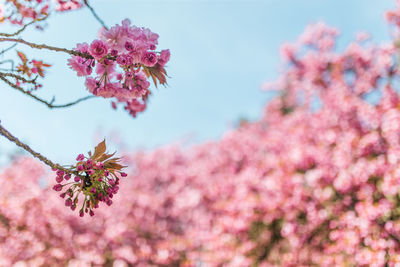 Close-up of pink cherry blossom