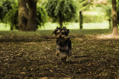 Portrait of dog running on field