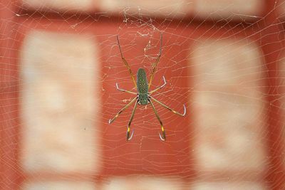 Close-up of spider on web