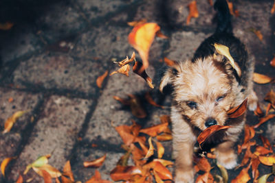 Close-up of puppy on street